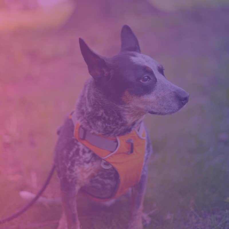 ReadyDog Dog Training Equipment