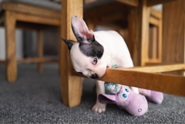 A puppy chewing on a chair