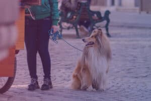 Dog sitting on a leash
