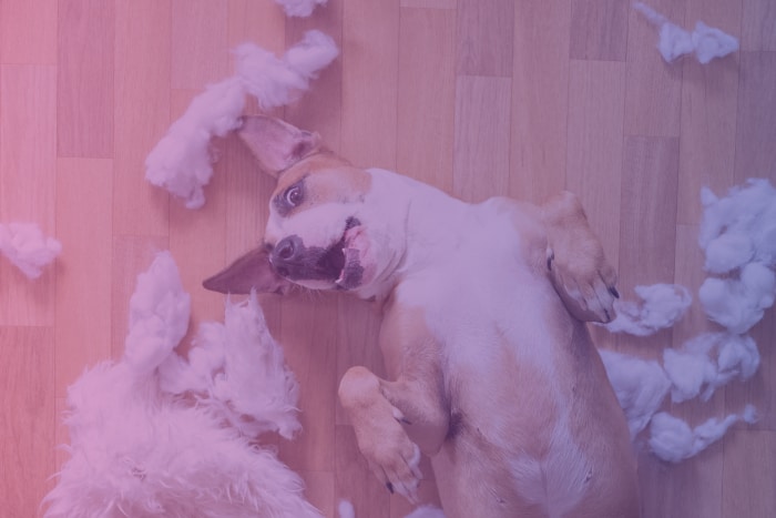 Dog rolling in fluff