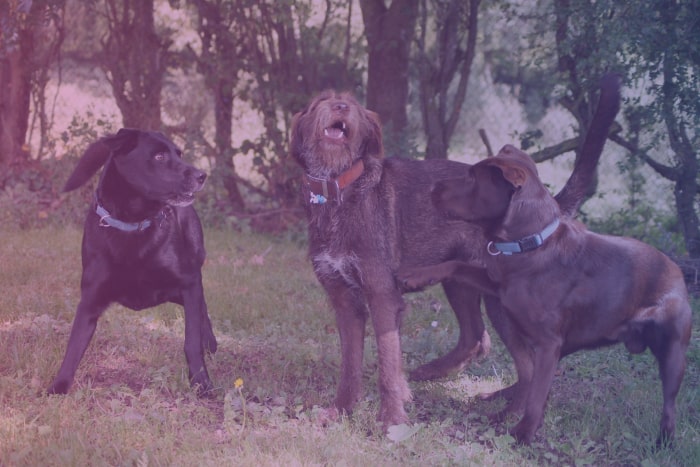 Dogs standing in a group of three