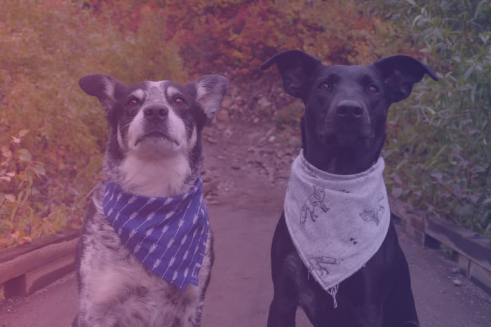 Two dogs in bandanas