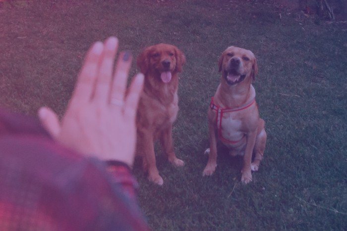 Using hand signals with dogs