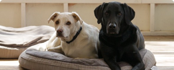 Two dogs on a bed