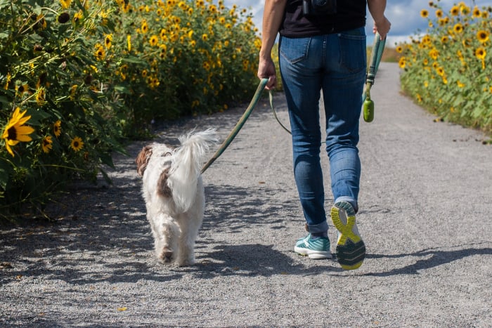 A dog walking on leash with it's owner
