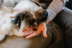 A dog being given a treat