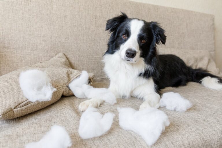 A dog tearing fluff out of a pillow