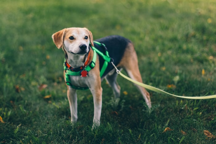 A dog on a harness and leash